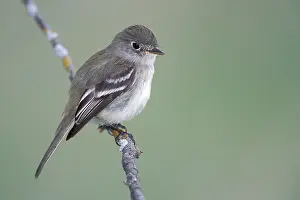 North American Birds Images Stampe: Least Flycatcher