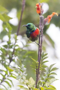 Forest Bird Species Stampe: Forest Double-collared Sunbird, Cinnyris fuelleborni