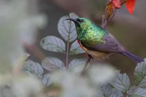 Forest Bird Species Stampe: Forest Double-collared Sunbird, Cinnyris fuelleborni