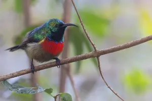 Forest Bird Species Stampe: Forest Double-collared Sunbird, Cinnyris fuelleborni