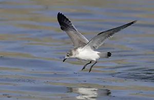 Juvenile Bird Photos Stampe: Franklins Meeuw, Franklin's Gull, Leucophaeus pipixcan