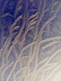 Cold Weather Photography Stampe: Frost on window