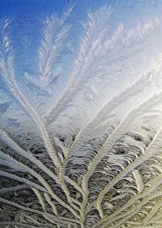 Frosty Winter Scene Stampe: Frost on window