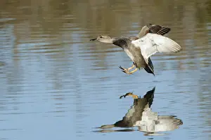 Gadwall Bird Stampe: Gadwall, Mareca strepera