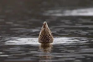 Bird Migration Patterns Europe Stampe: Gadwall (Mareca strepera)