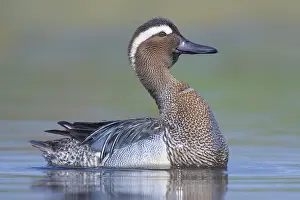 Bird Wildlife Photography Tips Stampe: Garganey