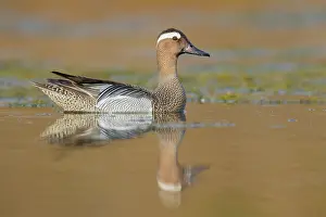 Water Birds In Europe Stampe: Garganey