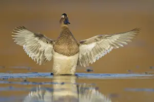 Garganey Bird Stampe: Garganey