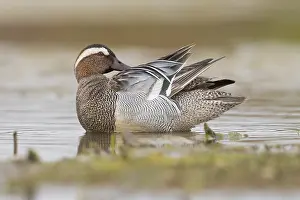 Garganey Bird Stampe: Garganey