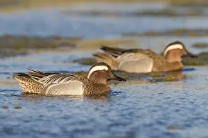 Wildlife In Italy Stampe: Garganey