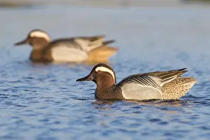 Wild Animal Portrait Gallery Stampe: Garganey