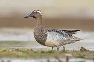 Garganey Bird Stampe: Garganey