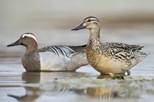 Male Duck Species Stampe: Garganey