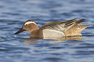Garganey Bird Stampe: Garganey