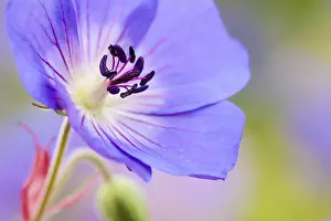 Close Up Garden Flowers Stampe: Geranium Jolly Bee