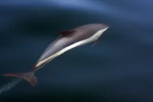 Striped Dolphin Stampe: Gestreepte Dolfijn, Striped Dolphin, Stenella coeruleoalba