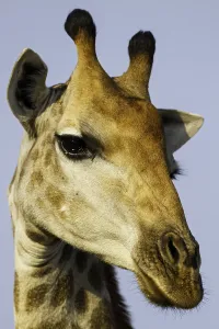 Giraffe Portrait Stampe: Giraffe