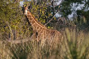Okavango Delta Photography Stampe: A giraffe, Giraffe camelopardalis