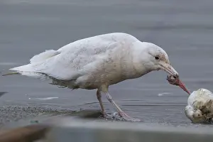 Glaucous Gull Stampe: Glaucous Gull