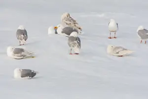 Polar Region Fauna Stampe: Glaucous Gull, Larus hyperboreus
