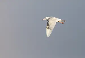 North America Nature Images Stampe: Glaucous Gull, Larus hyperboreus