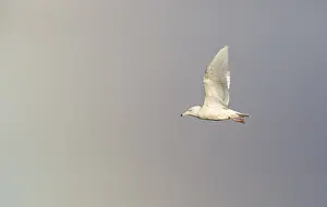 Glaucous Gull Stampe: Glaucous Gull, Larus hyperboreus