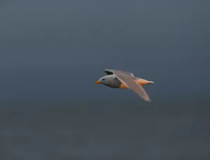 Blue Sky Nature Scenes Stampe: Glaucous Gull, Larus hyperboreus