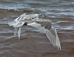 Nature Images Europe Stampe: Glaucous Gull, Larus hyperboreus hyperboreus