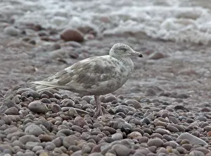 Wild Animal Pictures UK Stampe: Glaucous Gull, Larus hyperboreus hyperboreus