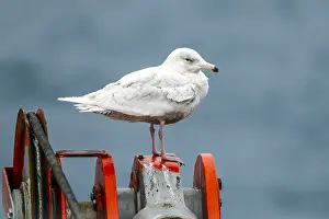 Coastal Nature Photography Stampe: Glaucous Gull, Larus hyperboreus hyperboreus