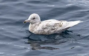 Glaucous Gull Stampe: Glaucous Gull, Larus hyperboreus hyperboreus