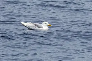 Summer Plumage Birds Stampe: Glaucous Gull, Larus hyperboreus hyperboreus