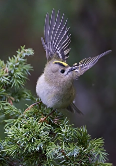 Regulus Regulus Species Stampe: Goldcrest, Regulus regulus