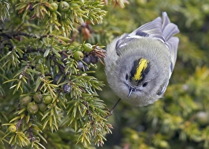Regulus Regulus Species Stampe: Goldcrest, Regulus regulus