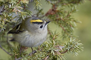 Regulus Regulus Species Stampe: Goldcrest, Regulus regulus