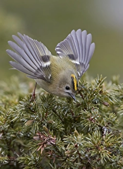 Regulus Regulus Species Stampe: Goldcrest, Regulus regulus