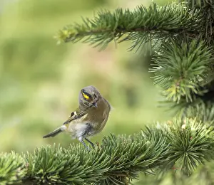 Regulus Regulus Species Stampe: Goldcrest, Regulus regulus