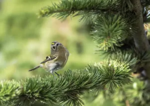 Small Bird Perched On Branch Stampe: Goldcrest, Regulus regulus