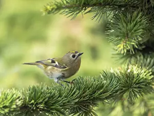 Regulus Regulus Species Stampe: Goldcrest, Regulus regulus