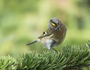 Regulus Regulus Species Stampe: Goldcrest, Regulus regulus