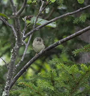 Goldcrest Bird Stampe: Goldcrest, Regulus regulus