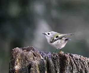 Dutch Nature Photography Stampe: Goldcrest, Regulus regulus