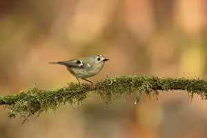 Goldcrest Bird Stampe: Goldcrest, Regulus regulus