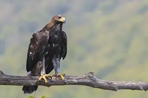 Nature Photography Italy Stampe: Golden Eagle
