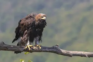 European Raptor Birds Stampe: Golden Eagle