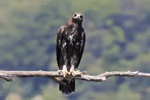 Aquila Chrysaetos Stampe: Golden Eagle