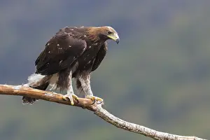 Wildlife Predator Stampe: Golden Eagle
