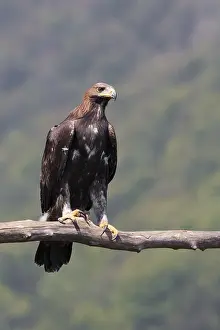 Aquila Chrysaetos Stampe: Golden Eagle