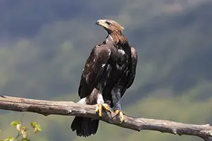 Raptor Images Stampe: Golden Eagle