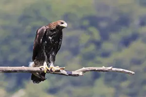 Aquila Chrysaetos Species Stampe: Golden Eagle